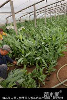 高度40厘米美人蕉