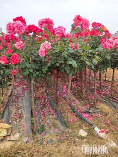 高度160厘米月季