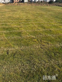 草卷状马尼拉草