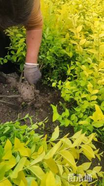 高度50厘米金叶女贞