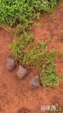 高度10厘米姬岩垂草