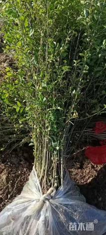 高度60厘米小叶女贞小苗