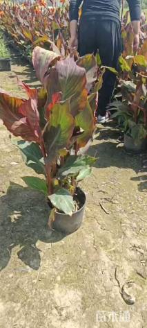 高度50厘米紫叶美人蕉