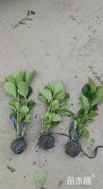 高度30厘米八仙花