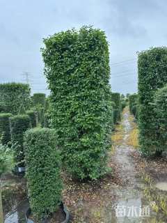 高度150厘米金禾女贞柱