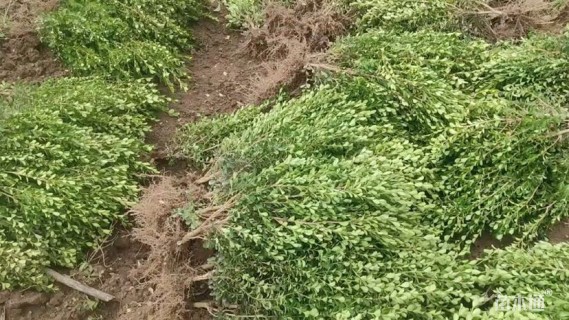 高度40厘米高山黄杨