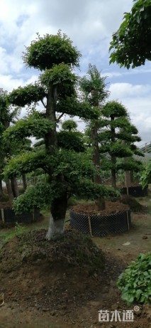 13公分造型榆树