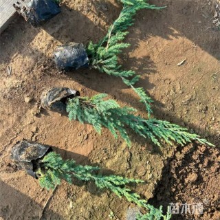 高度55厘米铺地柏