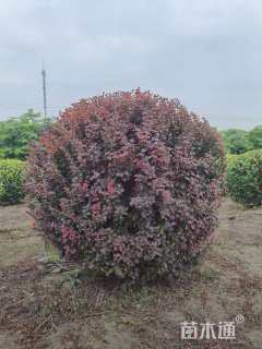 冠幅60厘米紫叶小檗球