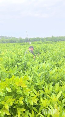 高度80厘米法国冬青