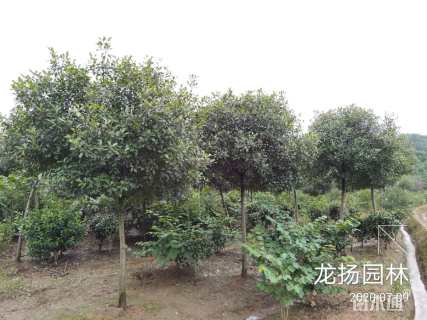17公分高杆红叶石楠