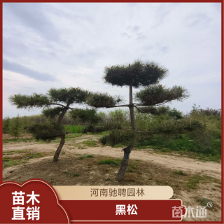 高度350厘米黑松