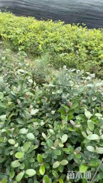 高度20厘米桃金娘