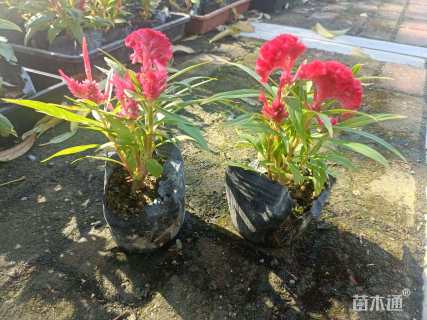 高度15厘米鸡冠花