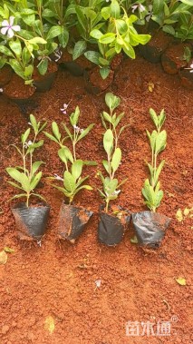 高度20厘米长春花