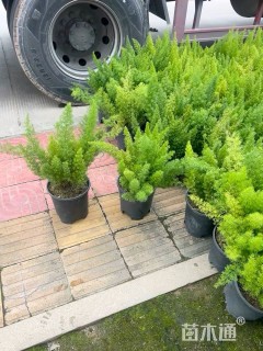 高度30厘米狐尾天门冬