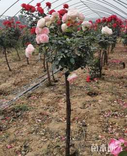 高度150厘米月季