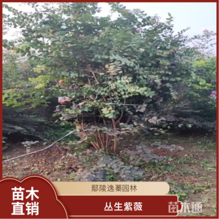 高度230厘米丛生紫薇