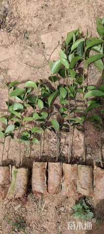 高度30厘米茶梅小苗