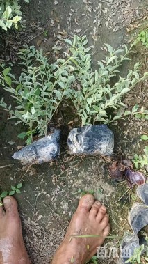 高度30厘米银姬小蜡