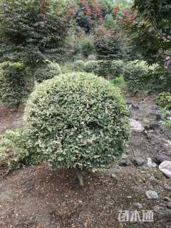 冠幅80厘米银姬小蜡球