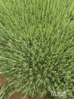 高度25厘米薰衣草