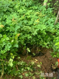 80厘米五叶地锦