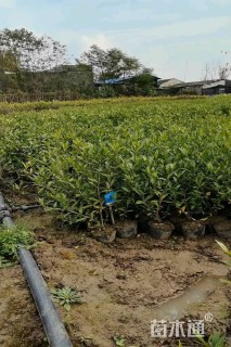 高度40厘米栀子花