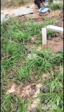 高度10厘米麦冬