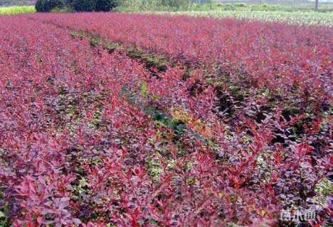 高度40厘米红叶小檗小苗