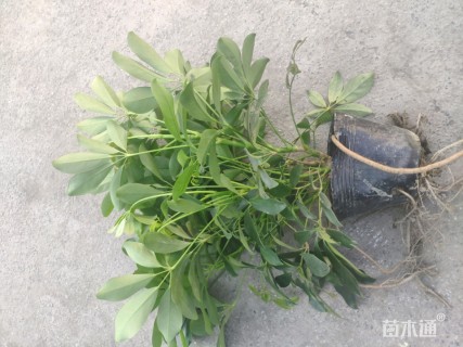 高度30厘米鸭脚木