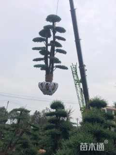 造型小叶女贞