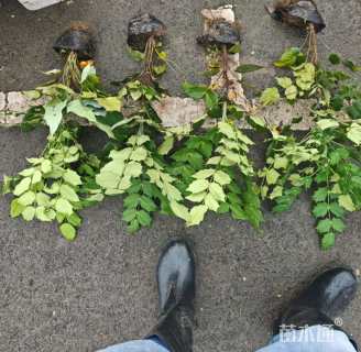 高度40厘米阔叶十大功劳