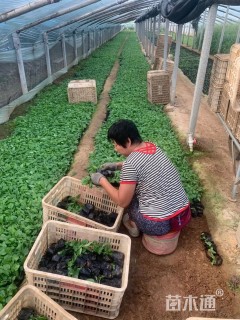 高度16厘米松果菊