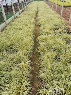 高度15厘米金丝苔草