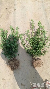 高度50厘米大叶黄杨