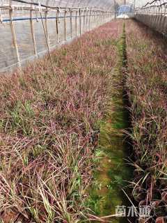 高度20厘米血草