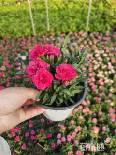 高度25厘米康乃馨