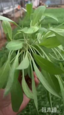 高度15厘米天人菊