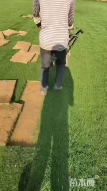 草块状马尼拉草