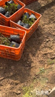 高度30厘米月季