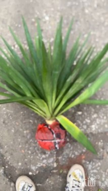 高度100厘米剑麻