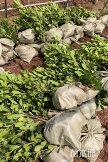 高度50厘米海桐