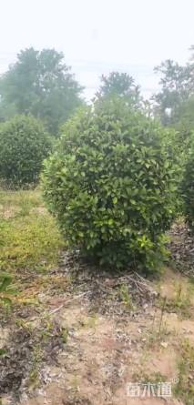 冠幅200厘米红叶石楠球