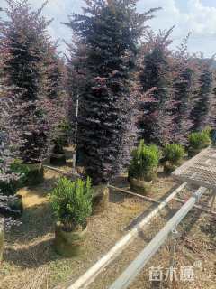 5公分造型红花继木桩