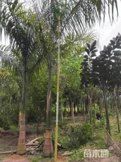 裸干高100厘米大王椰子