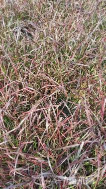 高度20厘米狼尾草