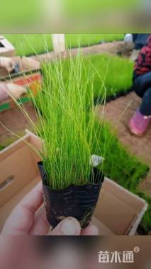 高度20厘米细茎针茅