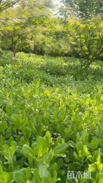 高度40厘米海桐