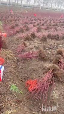 高度80厘米红瑞木